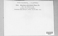 Rhytisma punctatum image